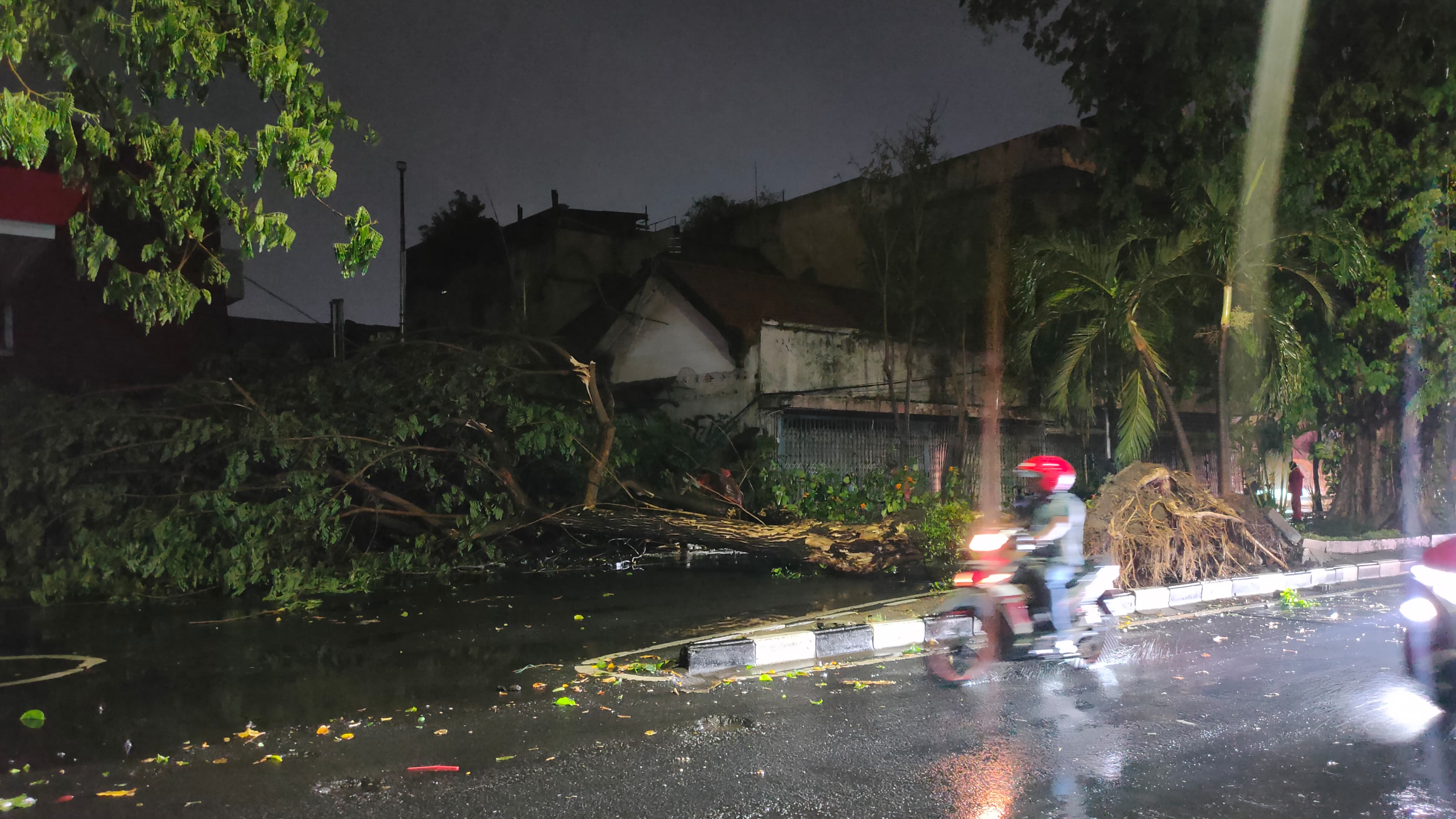 Hujan Lebat Disertai Angin Selama 1 Jam, Puluhan Pohon di Surabaya Tumbang