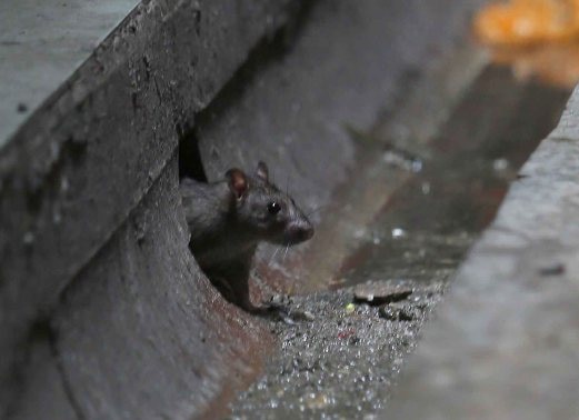 Waspada Leptospirosis: Panduan Antisipasi dari Dokter Ahli di Musim Hujan