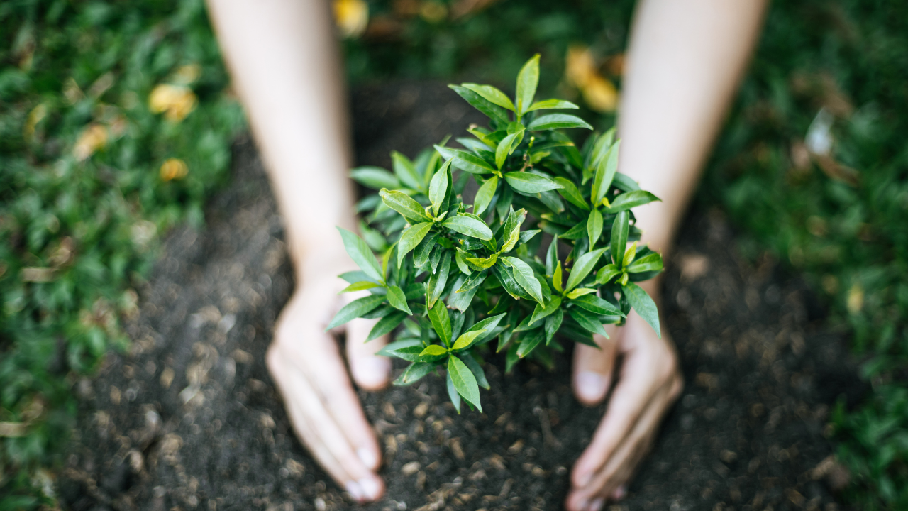 Peringatan Hari Menanam Pohon Indonesia 28 November 2025, Ajakan Peduli Lingkungan