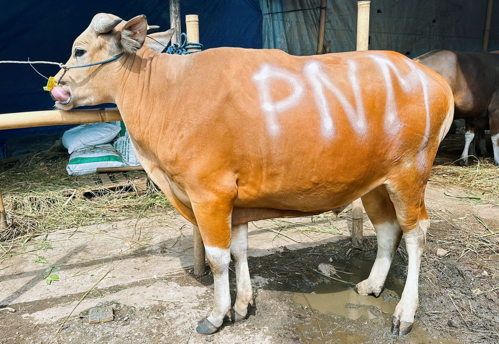 PNM Sedekah Kurban di 26 Titik, Bentuk Syukur HUT ke-26 Bersamaan Momentum Idul Adha 1446H