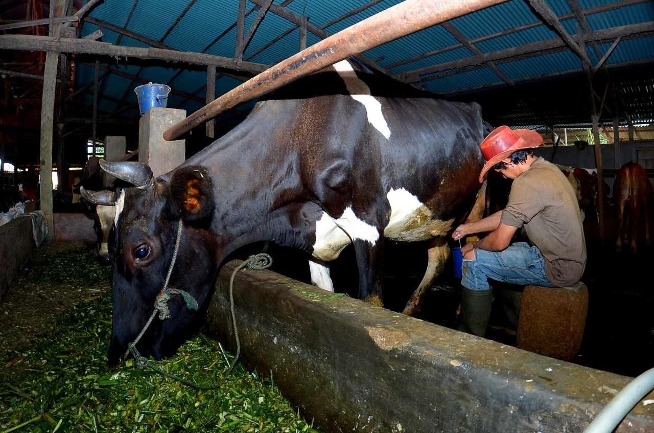 Disokong BRI, Klaster Susu Ponorogo Genjot Produksi dan Perluas Usaha