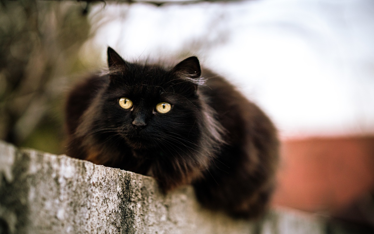 5 Fakta Kucing Hitam yang Jarang Diketahui, Apa Benar Pembawa Sial?