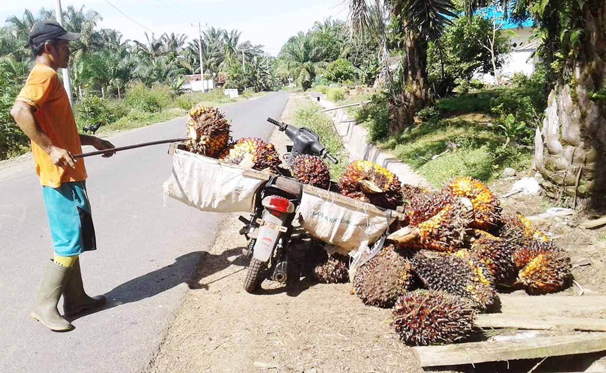 Merosotnya Harga CPO Berdampak pada Kesejahteraan Petani, Ini Solusinya