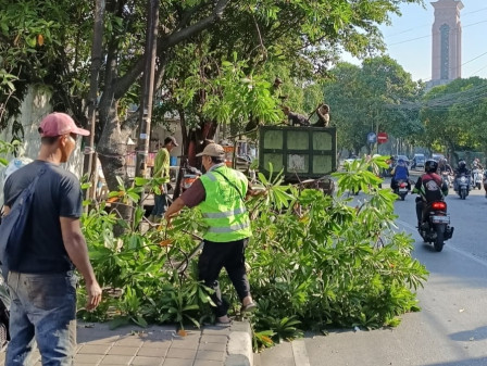Rawan Tumbang, Ribuan Pohon di Jakarta Utara Ditebang 