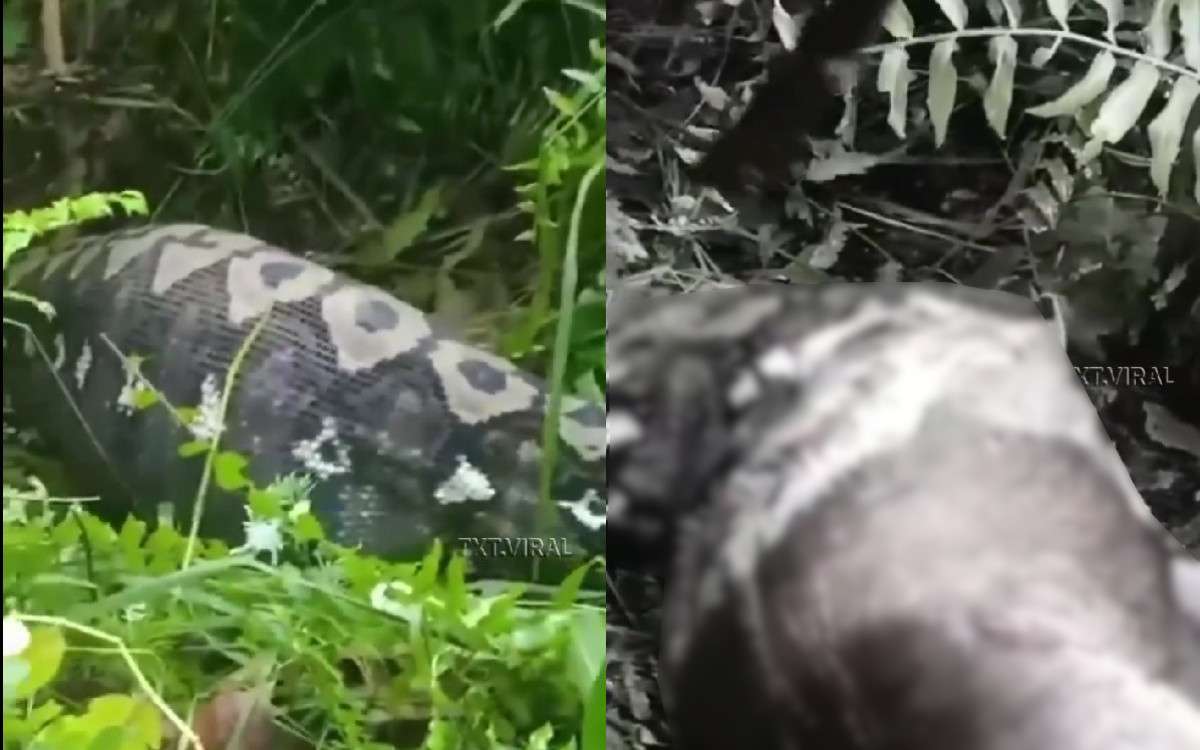 Detik-detik Ular Python 'Dibedah' Warga Gegara Telan Sapi di Sulawesi Barat, Warganet: Kenapa Dibunuh Sih?