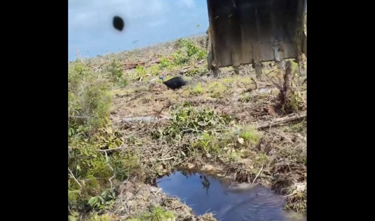 Pembabat Hutan Papua Pamer Tangkap Burung Kasuari, Netizen: Rumahnya Dirusak, Hidupnya Diambil