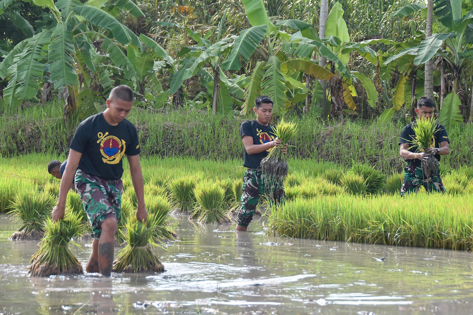 Produksi Padi Jatim 2024 Turun 4,53 Persen, tapi Ada Proyeksi Naik 18,68 Persen di Awal 2025