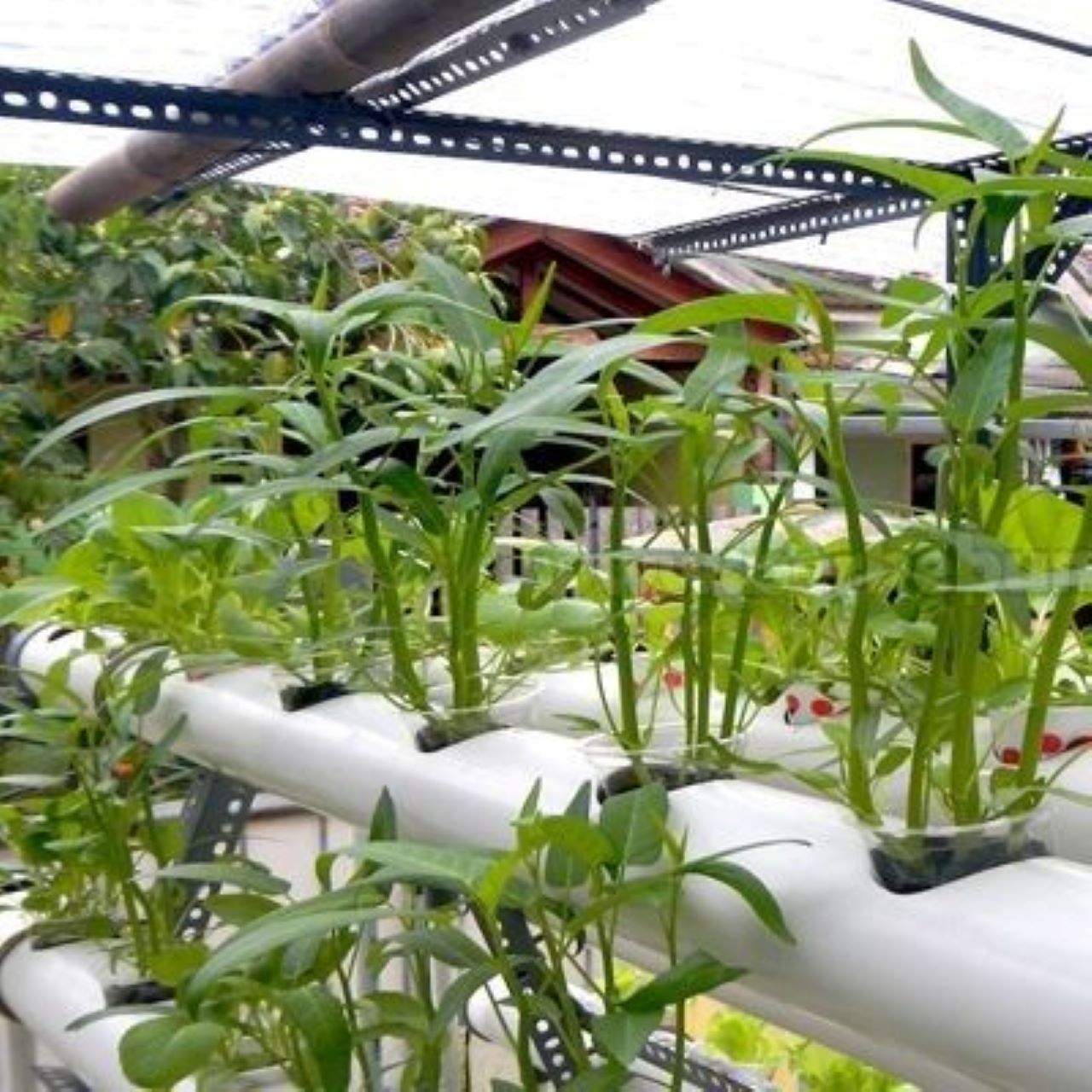 Cara Memilih Bibit Kangkung Hidroponik Unggul yang Hasilkan Daun Segar, Tidak Menguning