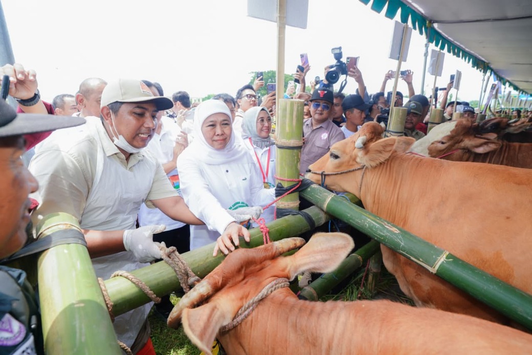 Gerakan Inseminasi Massal di Jatim, Khofifah Yakin Swasembada Daging Tercapai 2029
