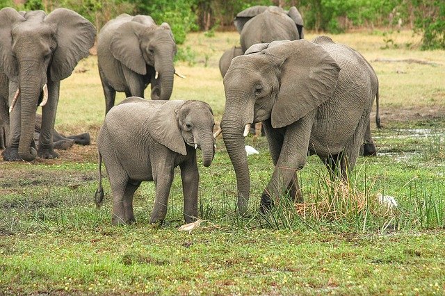 18 Kawanan Gajah Turun ke Area Pemukiman Warga, DPRD: Harus Siap Hidup Berdampingan