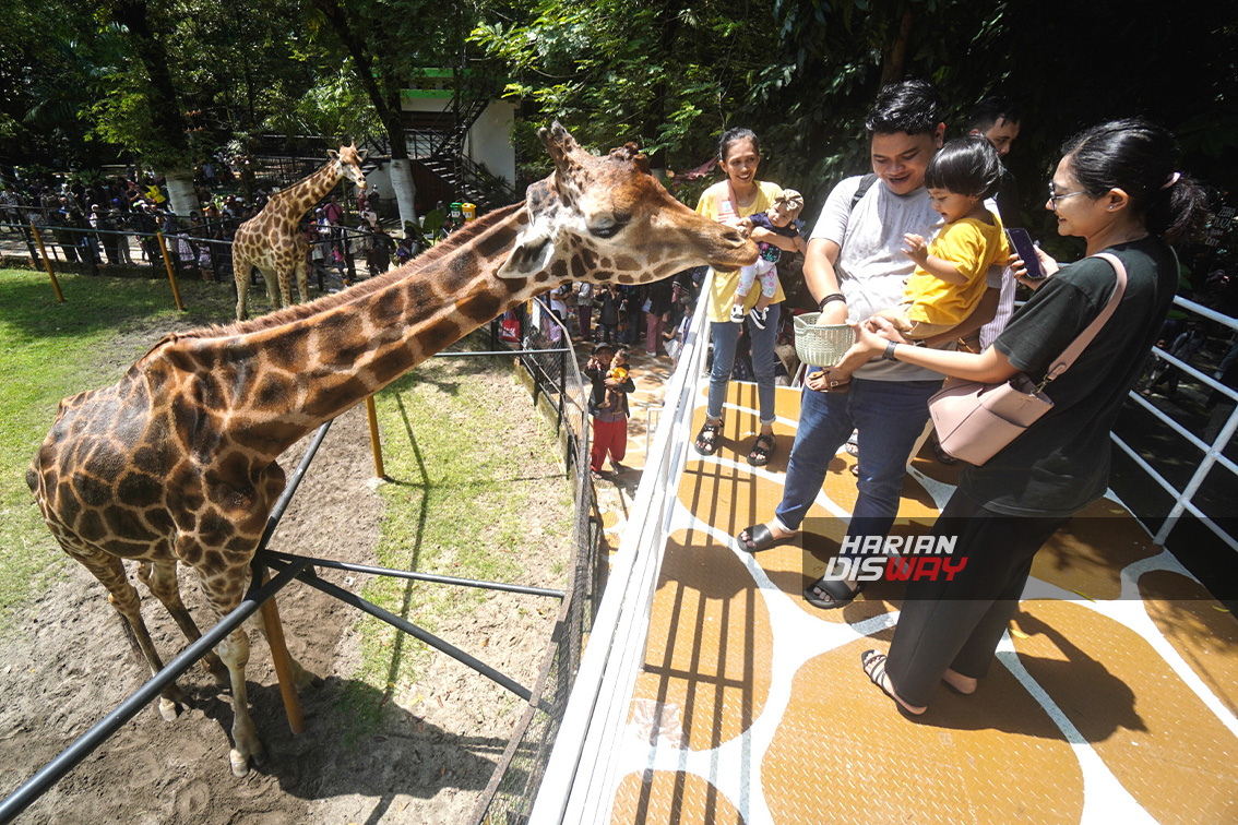 Reservasi Tiket KBS Night Zoo Sudah Dibuka, Bisa Lewat Online atau On The Spot