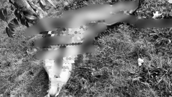 Geger Mayat Mr X di Lahan Kosong Perkantoran Bintaro, Ditemukan Warga Saat Potong Rumput