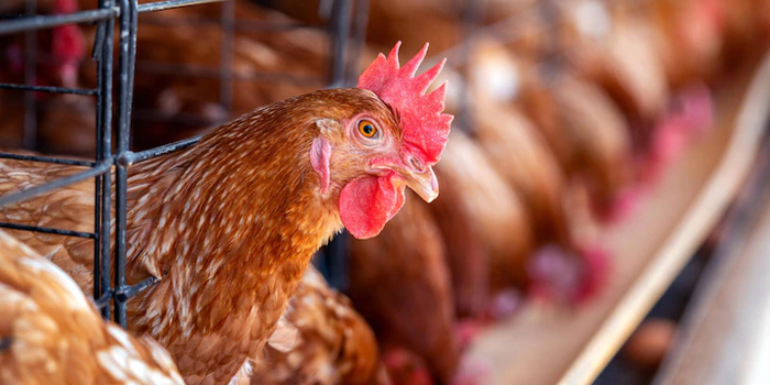 Gawat! Amerika dan Eropa Diserang Flu Burung, Telur Organik Terancam Hilang Dari Pasaran