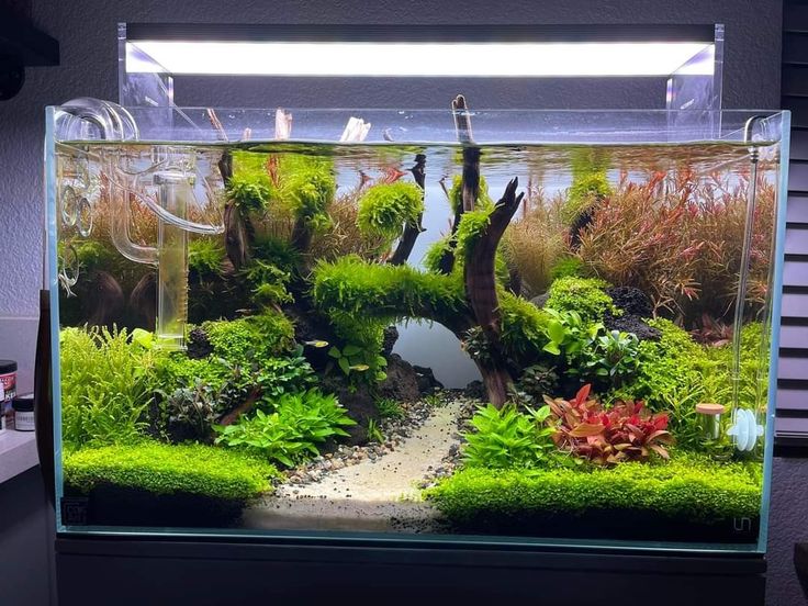 5 Tanaman Favorit Aquascape untuk Pemula