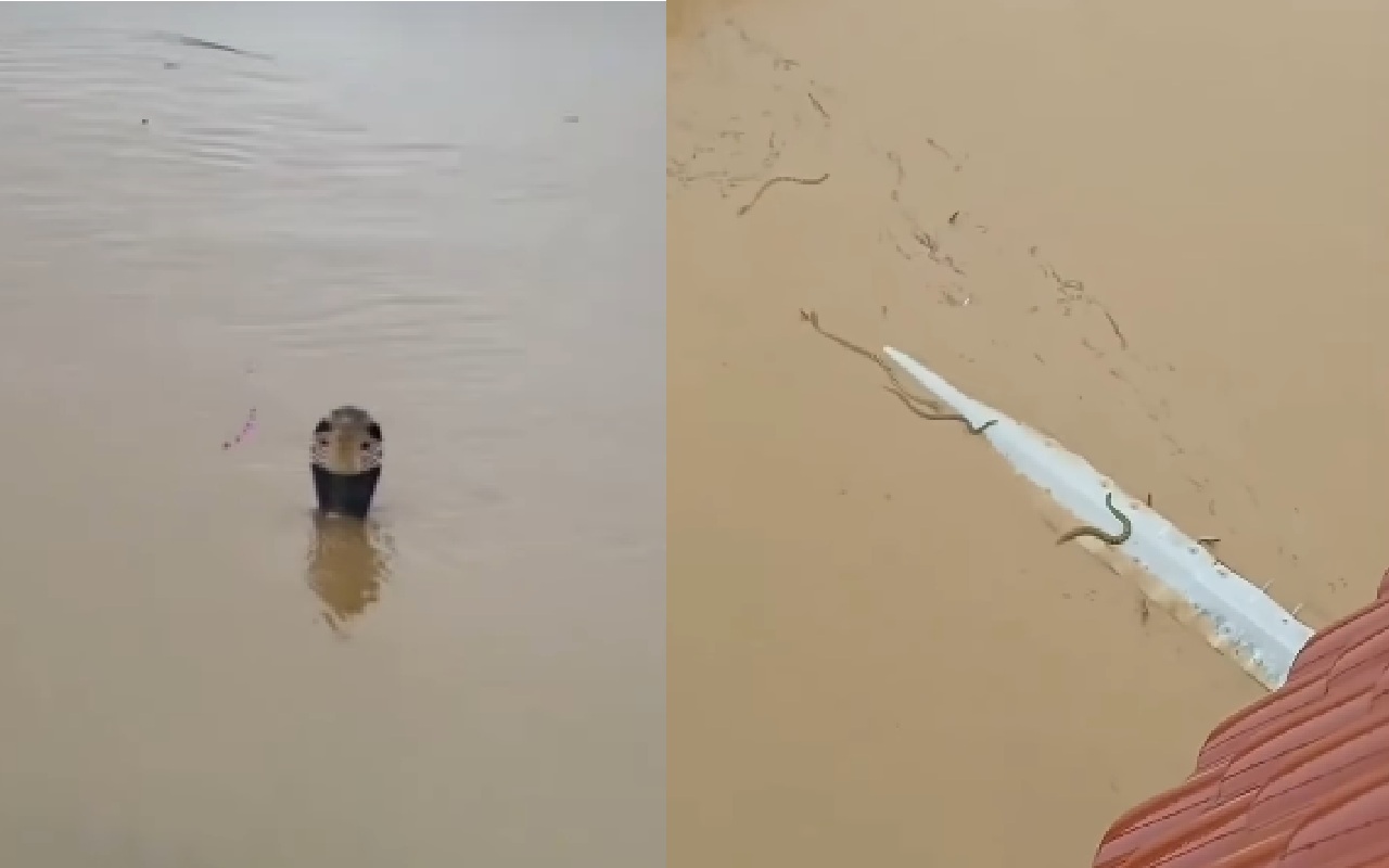 Ngeri! Banjir Terjang Peternakan Ular di Tiongkok, Teror Kobra Lepas Hingga Warga Digigit