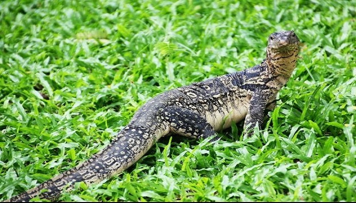 Kelewat Napsu! 4 Pria Ini Kepergok Perkosa Biawak, Terancam Hukuman 7 Tahun Penjara