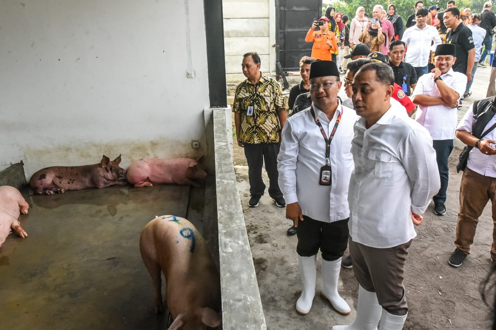 RPH Babi Surabaya Dipindahkan dari Ampel ke Banjarsugihan