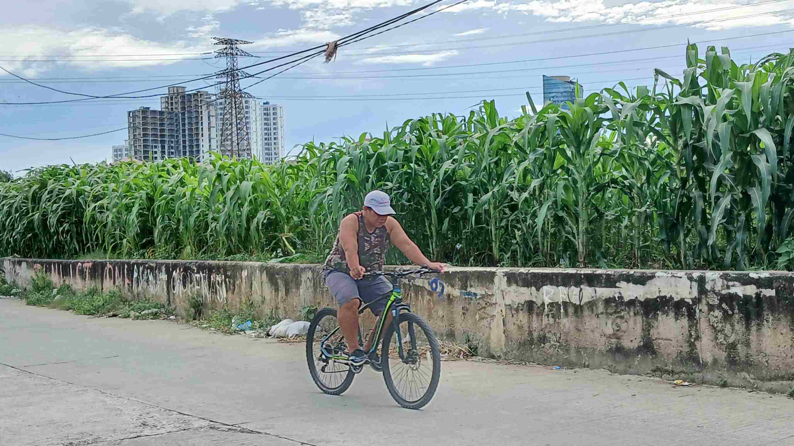Ijo Royo-royo, Kebun Jagung Menghampar di Bantaran Kali Ciliwung Tanah Abang