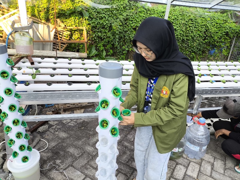 Warga Gunung Anyar: Manfaatkan Air Buangan AC untuk Hidroponik