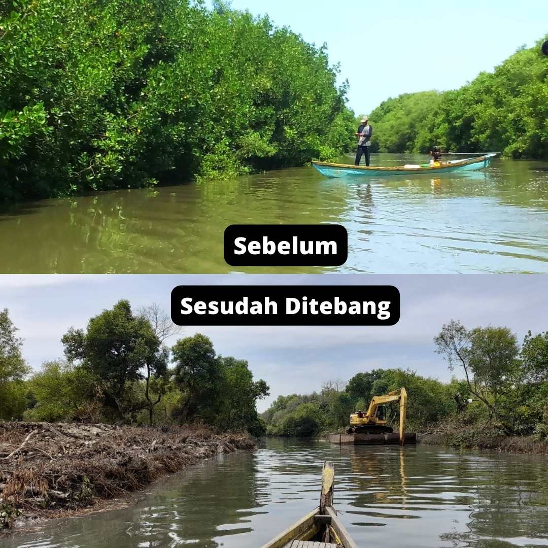 Setengah Mati Tanam Mangrove di Wonorejo Surabaya, Malah Digunduli