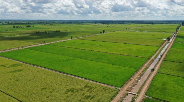 Proyek Food Estate Papua, Bapanas: Berpotensi Dongkrak Produksi