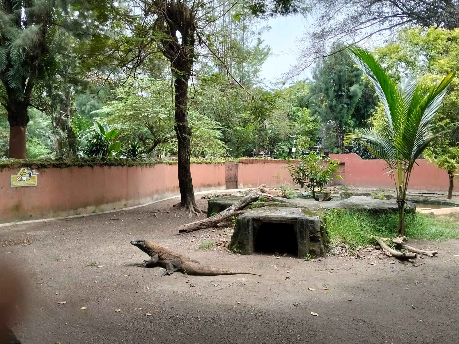 KBS Lepas 5 Komodo ke Habitat Asli, Juga Tukar Panda Merah dari Jepang