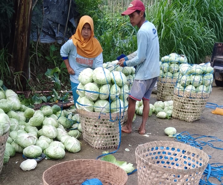 Komitmen Sejahterakan Petani, Relawan Prabowo Borong 7 Ton Sayur dan Dibagi ke Kaum Dhuafa