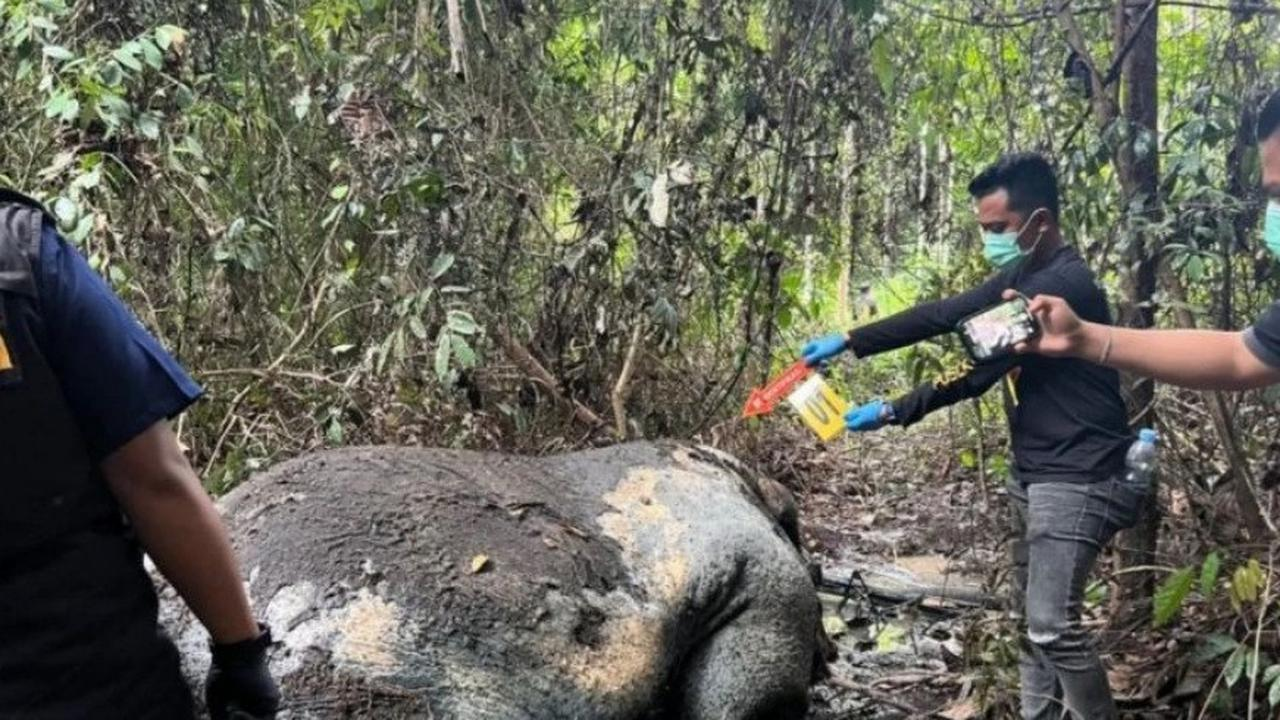 Cium Bau Busuk, Warga Temukan Gajah Sumatra Tewas Tanpa Kepala di Pelalawan Riau, Polisi Pastikan Usut Tuntas!