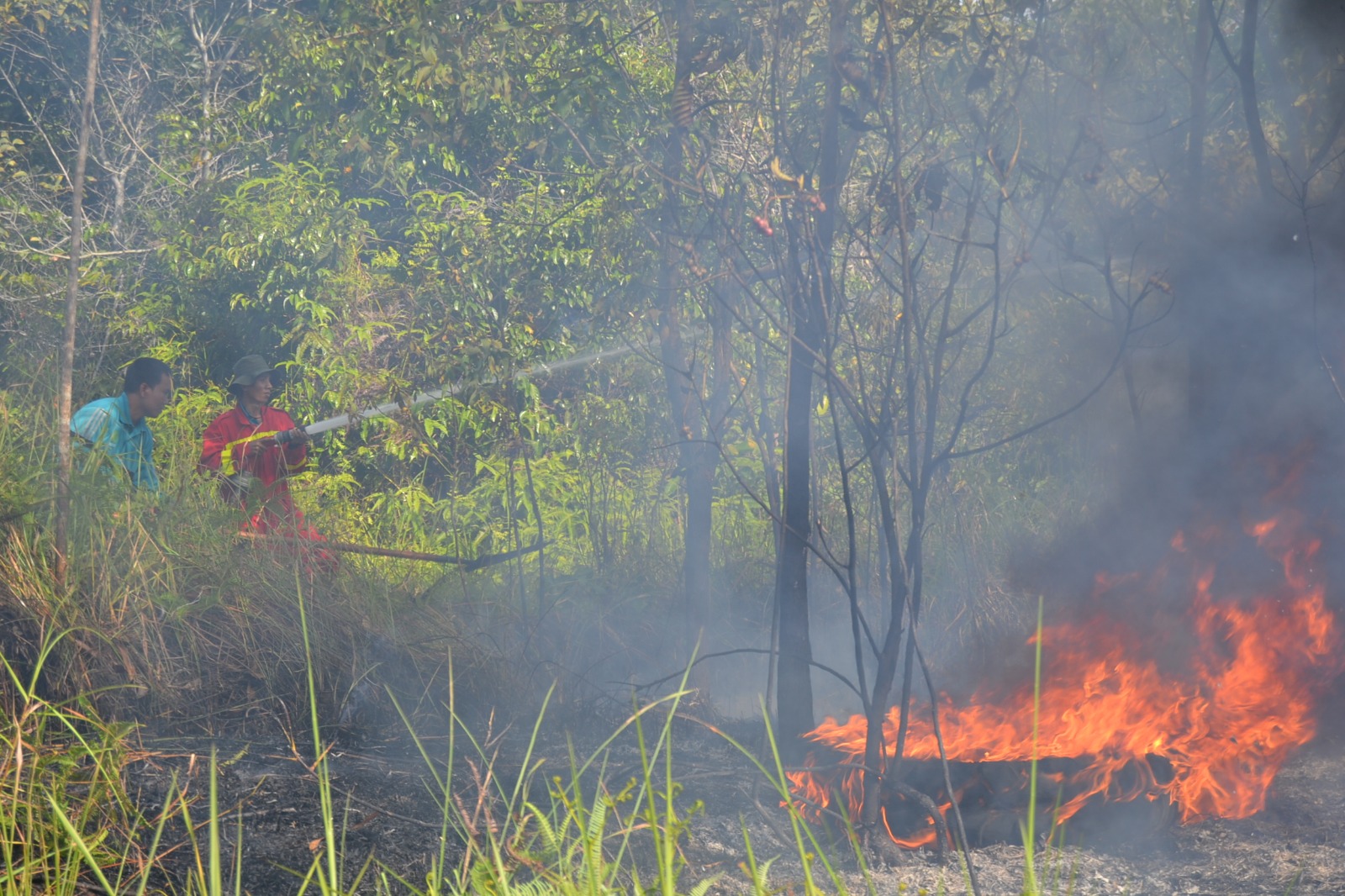 APHI Mendukung Inpres Larangan Pembukaan Lahan dengan Cara Membakar