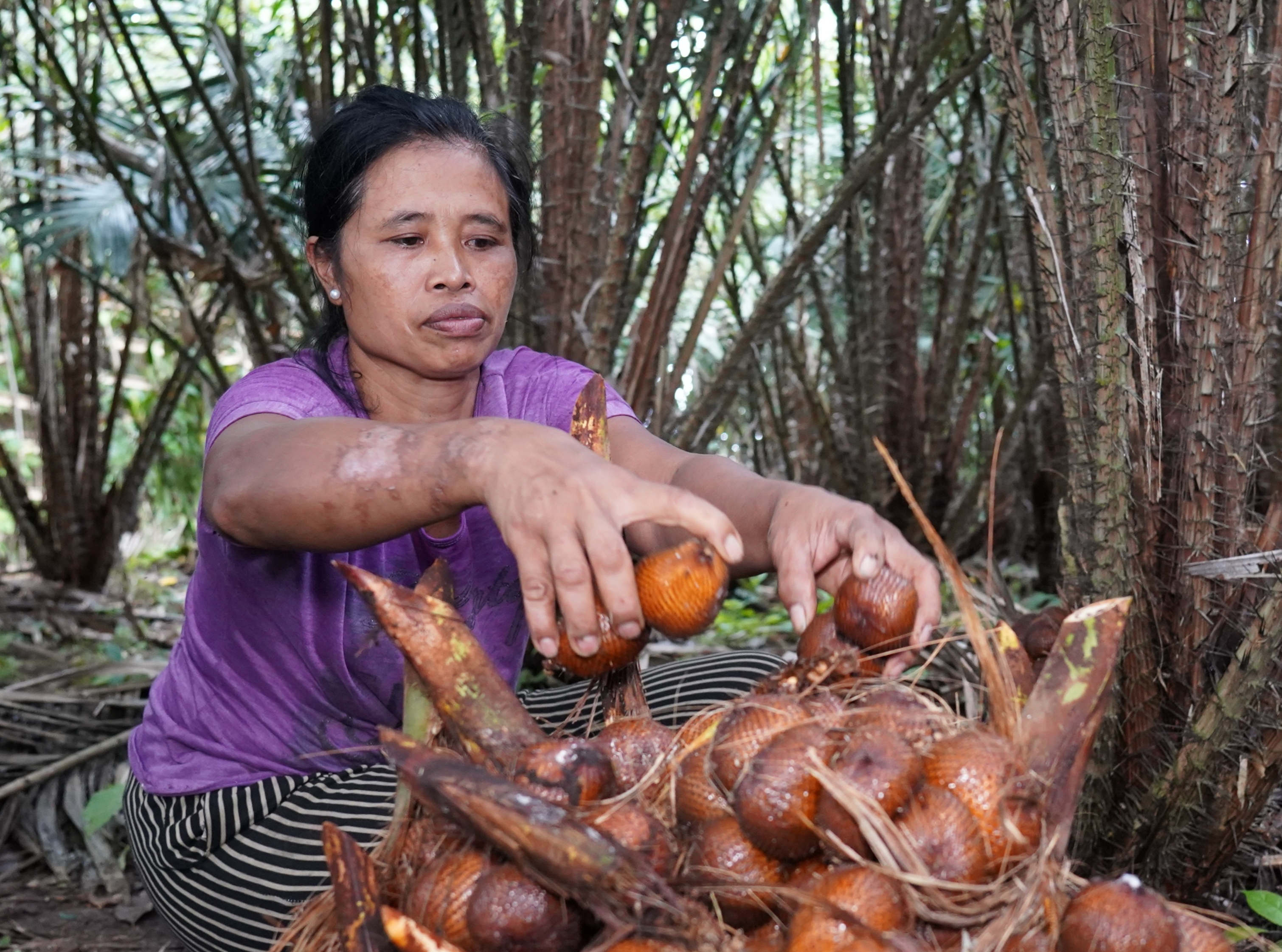 Bangga! Budidaya Salak di Bali Masuk Daftar Warisan Pertanian Dunia dan Diakui FAO