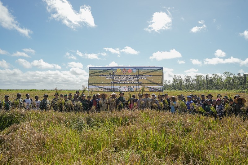 Panen Perdana Sejuta Hektare Lahan Pertanian di Papua