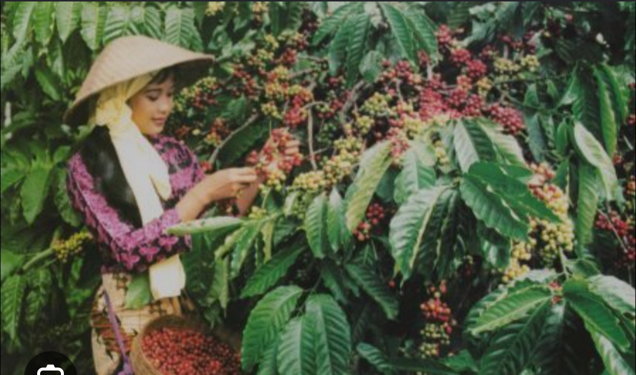 Kementan–Starbucks Perkuat Kolaborasi Tingkatkan Mutu Kopi RI dan Daya Saing Petani