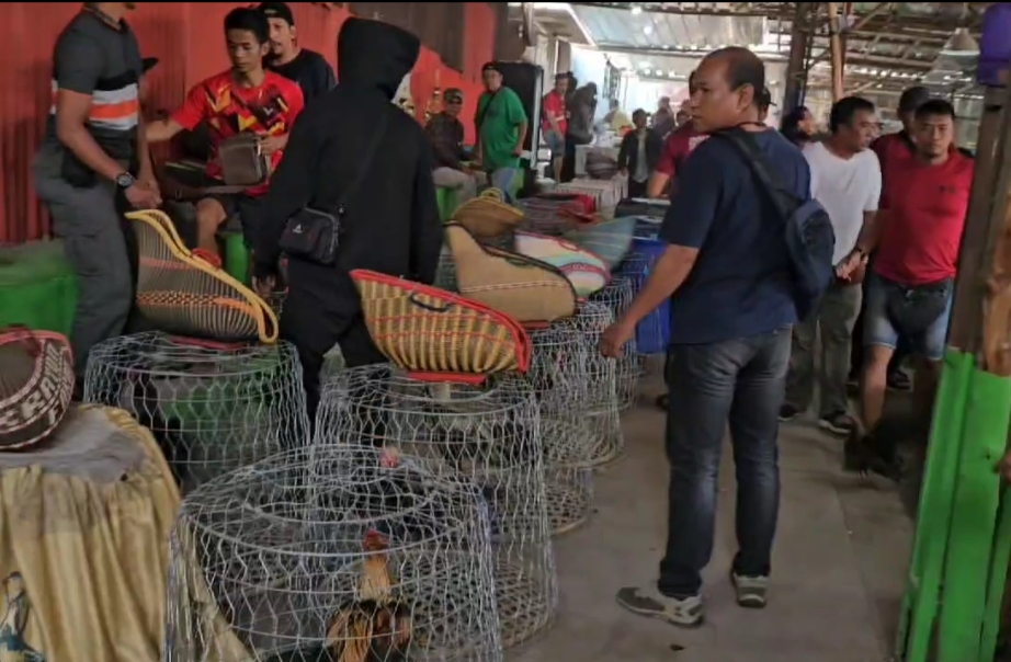 Ternyata Tempat Judi Sabung Ayam di Bekasi Berkedok Kandang Kuda