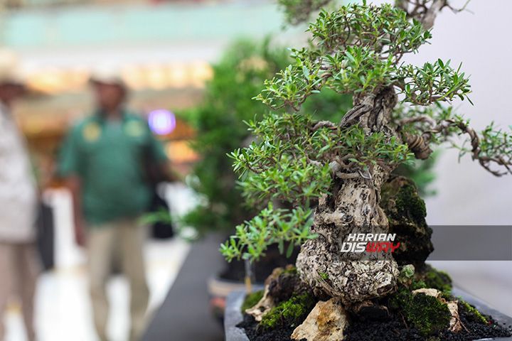 Bonsai Senilai Rp 50 Juta yang Dibuat selama 25 Tahun Ada di Pameran Bonsai Gandeng Renteng