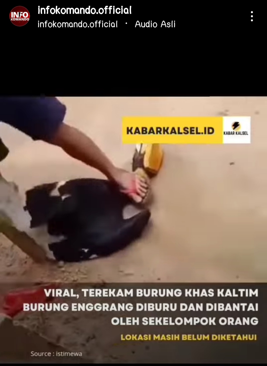 Sadis, Burung Rangkong Khas Kaltim Ini Dianiaya Sekelompok Orang