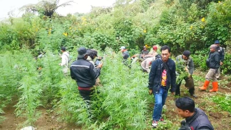 Ladang Ganja di Zona Terlarang TNBTS (Bagian II-Selesai)