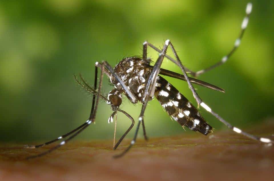 Waspada, 868 Kasus DBD Terjadi di Bandar Lampung