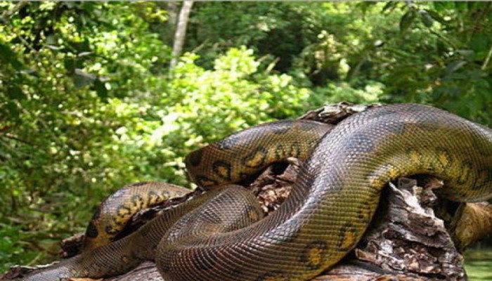 Bak Film Thriller, Momen Mengejutkan Ular Anaconda Melompat Keluar dari Air Nyaris Menggigit Pemandu Wisata