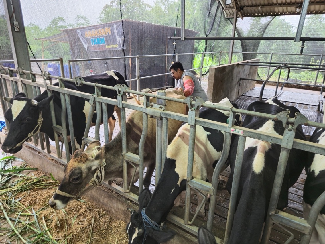 BRI Peduli Perkuat Kapasitas Peternak Sapi Perah Malang Lewat Program Klaster Unggulan
