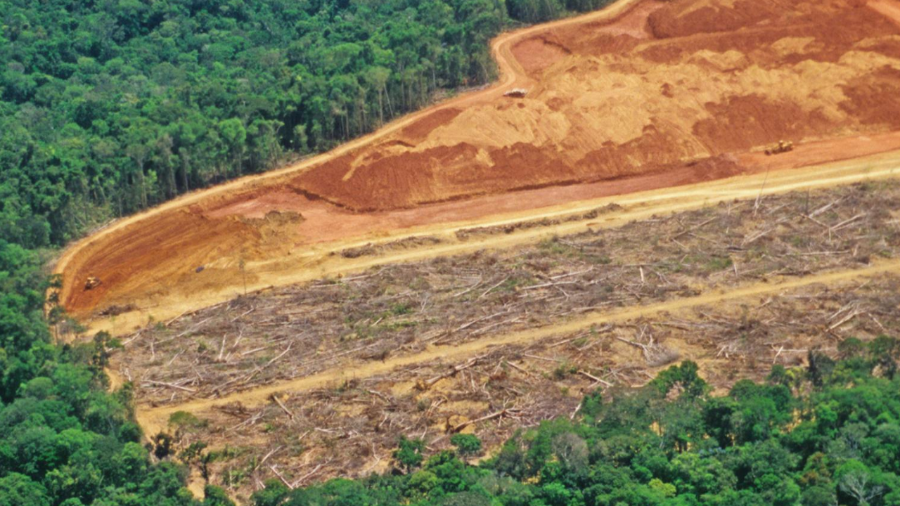  Apa yang Dimaksud Deforestasi? Ini Penyebab dan Dampaknya bagi Lingkungan dan Masyarakat