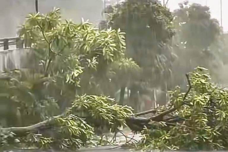 Hujan Deras dan Angin Kencang Sebabkan Belasan Pohon Tumbang di Surabaya