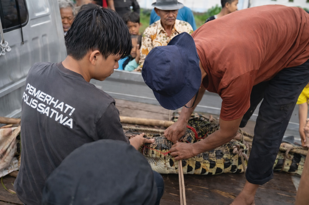Ditpolsatwa dan PPS Evakuasi Buaya Liar di Permukiman Warga 