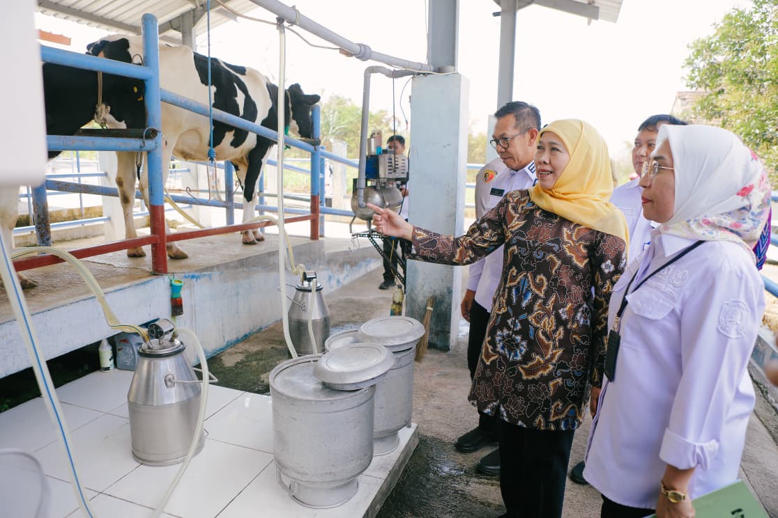 Gubernur Khofifah Dorong UPT Batu Jadi Pusat Penggerak Utama Sapi Perah Jawa Timur