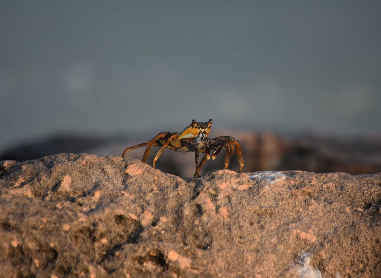 Crab Mentality di Dunia Kerja dan Cara Menghadapinya