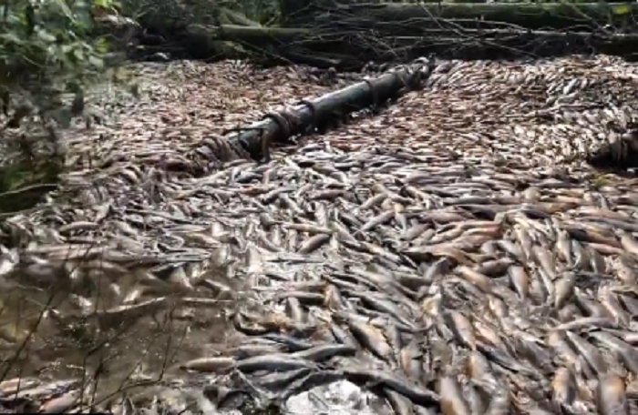 Heboh Penampakan Puluhan Ribu Ikan Salmon Mati di Sungai Kanada, Ternyata Ini Penyebabnya