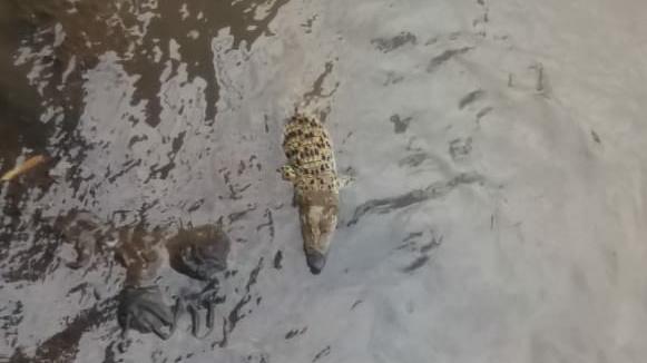 Geger, Warga Temukan Buaya Liar dengan Moncong Tertutup Lakban di Perairan Sungai Cisadane