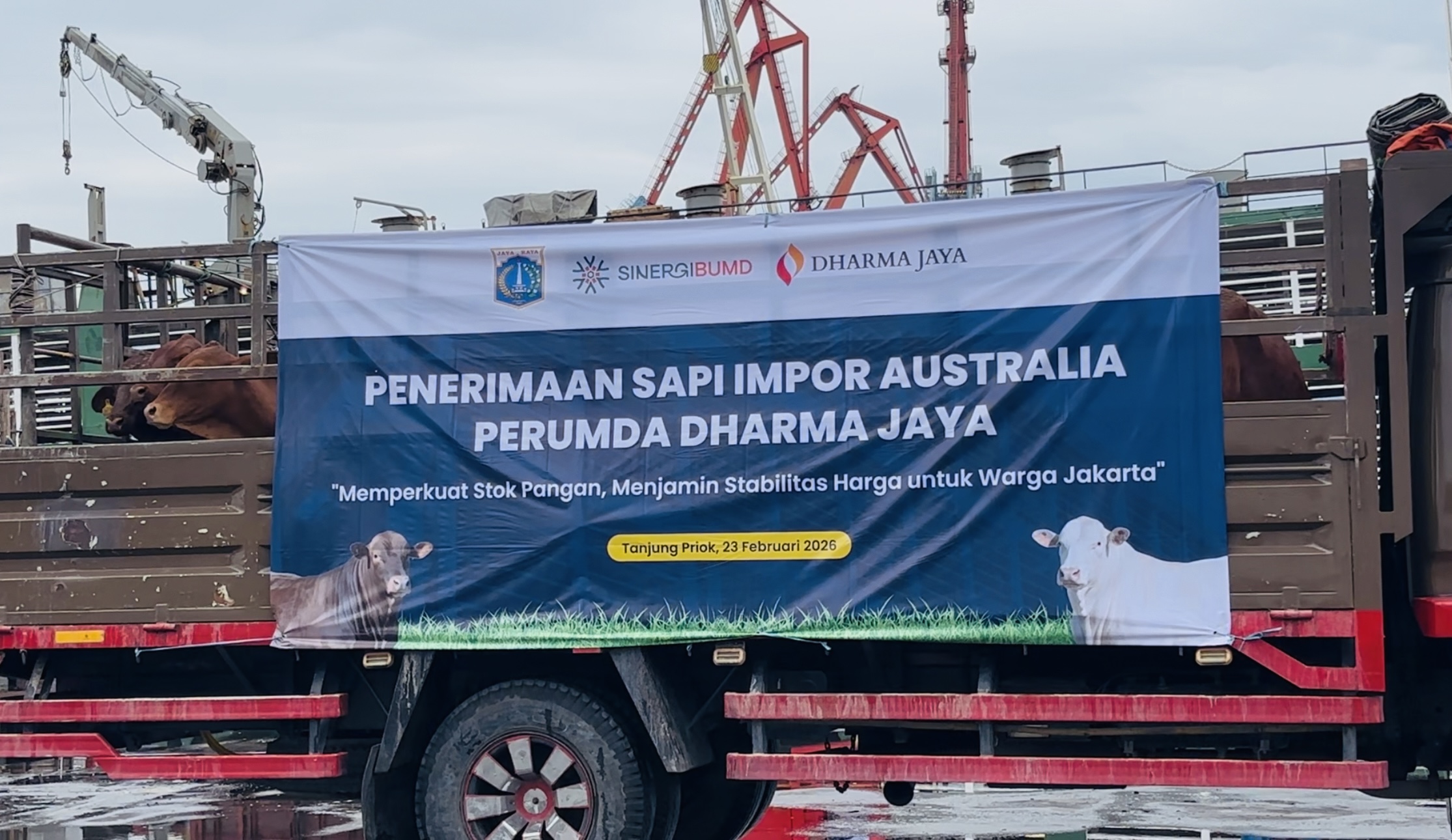 Jakarta Impor 7.500 Sapi dari Australia, Penuhi Kebutuhan Daging Selama Ramadan-Idul Fitri