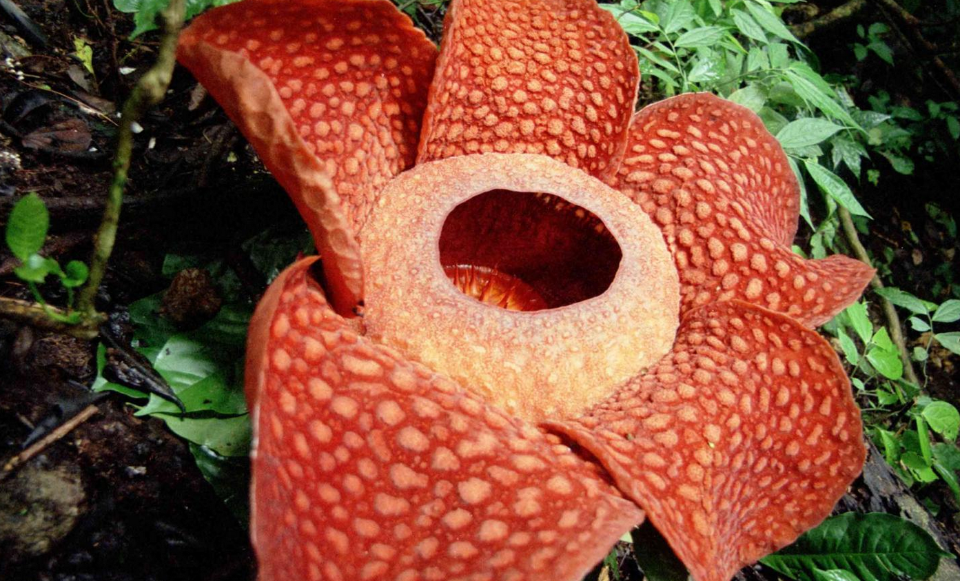 Pertama Kali Terjadi Bunga Rafflesia Arnoldii Mekar di Luar Habitatnya