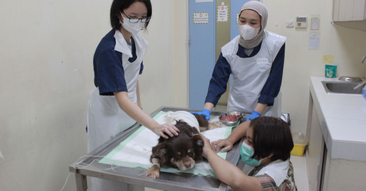 RSH Unair Buka Program Volunteer selama Libur Lebaran, Bangkitkan Kepedulian Anak Muda Terhadap Hewan