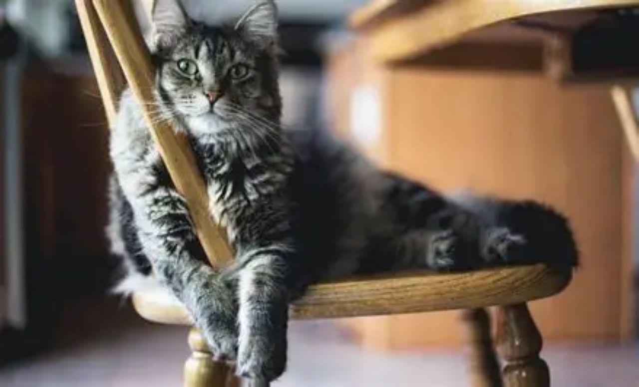 5 Tips Merawat Kucing Ras Rumahan Agar Bulunya Tidak Rontok saat Kemarau